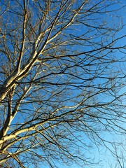 Branches of Tree against Blue Sky