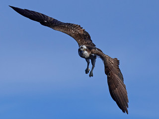 Osprey (Pandion haliaetus)