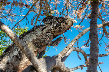 A chameleon species that is endemic to wild nature Madagascar