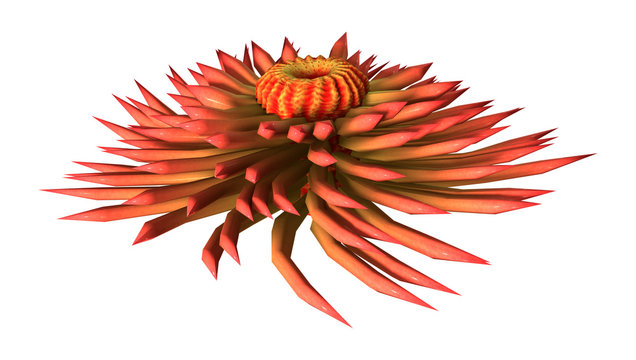 3D Rendering Sea Anemone On White