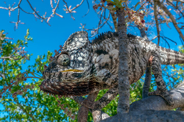 A chameleon species that is endemic to wild nature Madagascar
