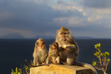 Naklejka premium Crab-eating Macaques (Macaca fascicularis)
