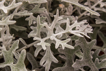 Closeup of Silver Lace Dusty Miller (Artemisia Stelleriana) fuzzy leaves.