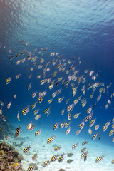 Fototapeta na wymiar A flock of coral reef fishes Abudefduf vaigiensis against the blue water background in the Red sea.