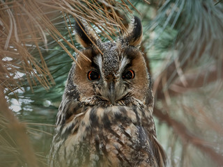Long-eared owl (Asio otus)
