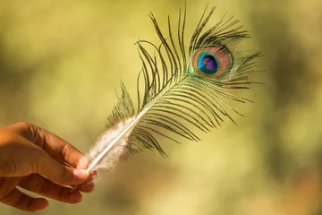 Papier Peint photo Lavable Paon Nice colorful peacock feather with blurry backgroung