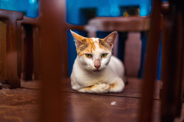 Orange Cat in the house