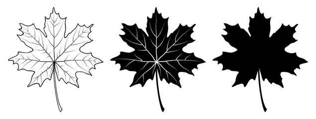 Maple leaf. Linear, silhouette isolated on white background. Vector illustration