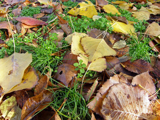 autumn leaves