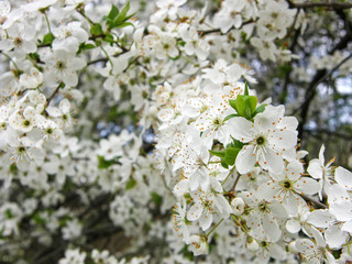blooming cherry tree