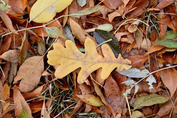 autumn leaves
