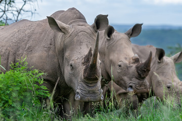 White rhino in Africa
