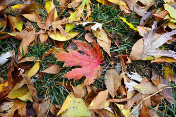 autumn leaves