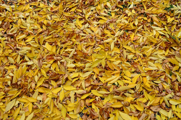 autumn leaves background