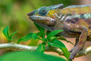 A chameleon species that is endemic to wild nature Madagascar
