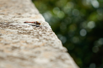 Blood Red dragonfly. Crocothemis servilia