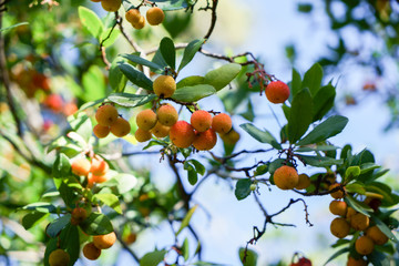 arbutus tree, ripe strawberry tree fruits