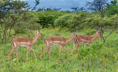 Naklejka na ściany i meble Three impala in the bush