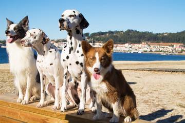 Naklejka premium portrait of group of dogs of various breeds on the beach