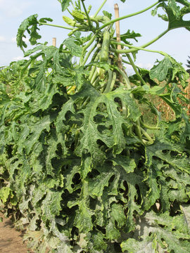 Climbing zucchini or courgette plant ( cucurbita pepo ) with fruits in the vegetable garden