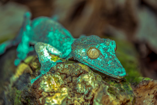 Geco in wild nature Madagascar - close up