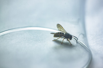 wasp covered with a glass. lack of freedom concept