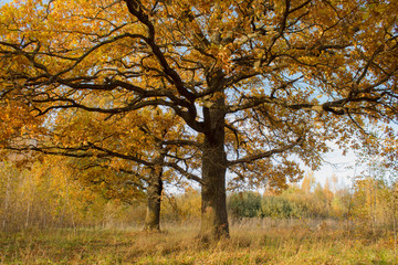 Fototapeta premium two bright oaks with golden foliage in autumn forest 