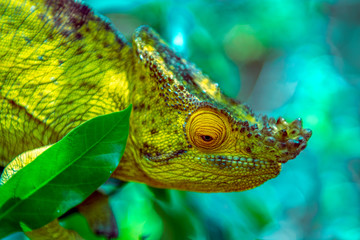 A chameleon species that is endemic to wild nature Madagascar