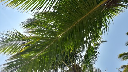 Obraz na płótnie Canvas palm tree on background of blue sky