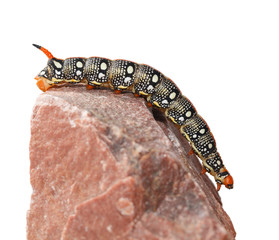 Hornworm caterpillar on stone