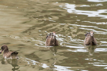Fototapeta premium immature seagulls in brown plumage