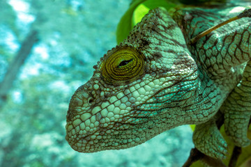 A chameleon species that is endemic to wild nature Madagascar