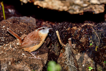  Carolina wren