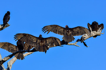 Vultures warming up in the morning sun