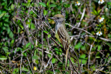 Fototapeta premium Great Crested Flycatcher