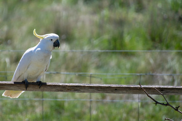 Wild Sulfur Crested Cockatoo Looking Left Pose 3