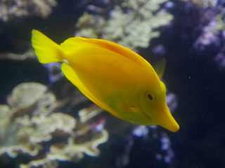 Naklejka premium poisson jaune