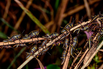 Eastern lubber grasshopper