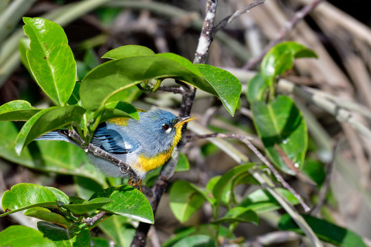 Northern parula