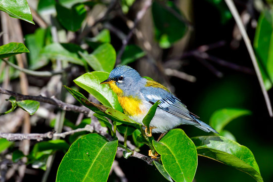 Northern parula