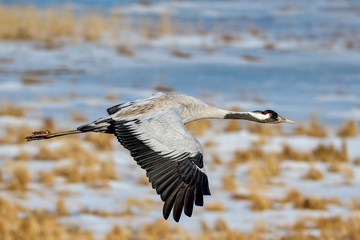 Eurasian crane