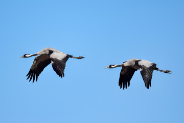 Eurasian crane
