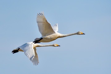 Whooper swan