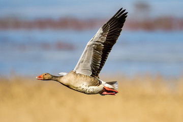 Greylag goose © hakoar