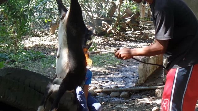 Goat carcass torched to clean fur