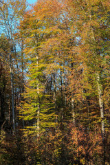 bunter Herbstwald