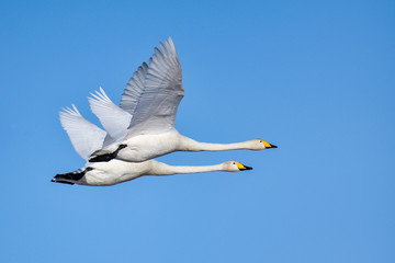 Whooper swan