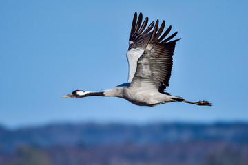 Eurasian crane