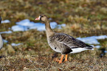 Taiga bean goose