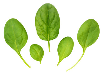 Corn salad leaves, isolated on a white background